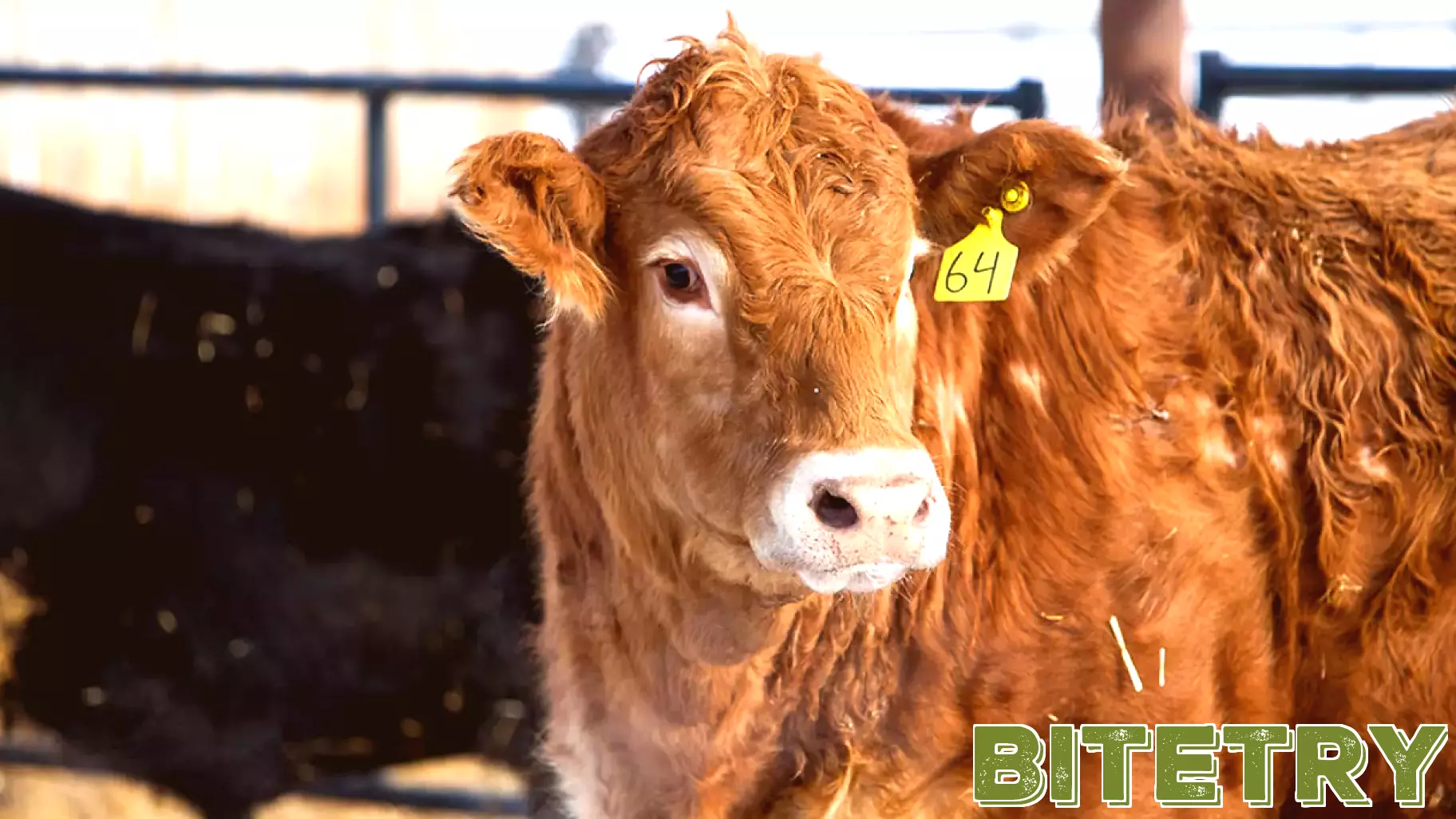 Enhancing Ranching with Advanced Genomics Technology